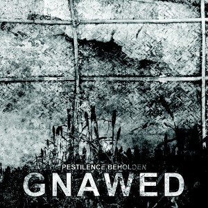 gnawed